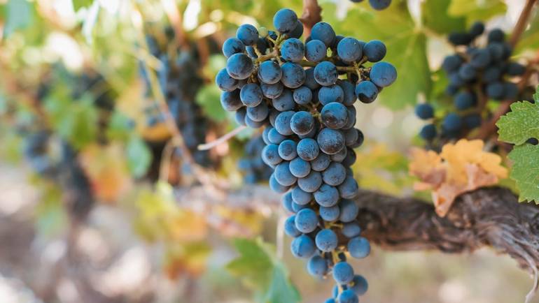 Cuidamos el medioambiente y la calidad de las uvas de nuestros vinos