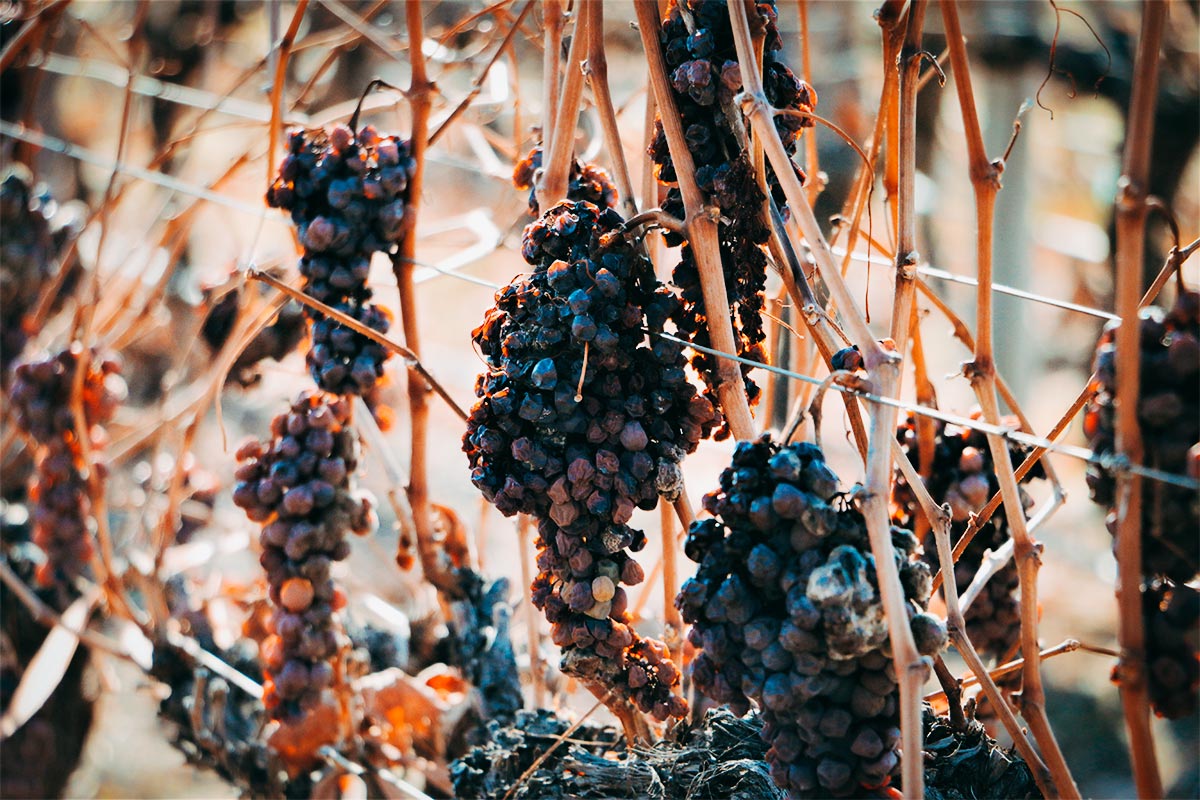 ¿Qué es un vino cosecha tardía?